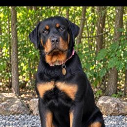 Mia - Black and tan female Rottweiler puppy in Quinlan, Texas from Wright Way Retrievers