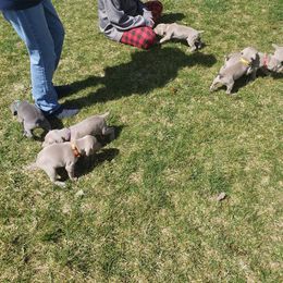 Weimaraner Puppies from Miller's Weimaraners
