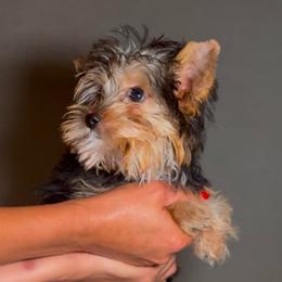 Jack - Blue and gold male Yorkshire Terrier puppy in San Diego, California from BC Breeders Association