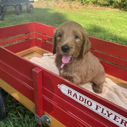 Bernedoodle and Goldendoodle Puppies from Ruby's Doodles