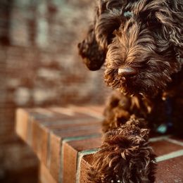 Goldendoodle Puppies from O’Hara Doodles