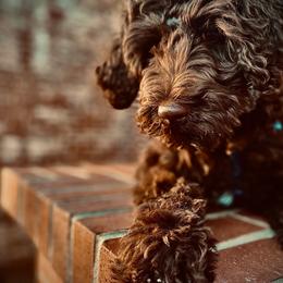Goldendoodle Puppies from O’Hara Doodles
