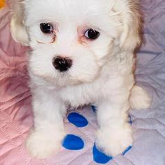 Dachshund, Mal-Shi, and Morkie Puppies from Woodpecker Ridge Pups