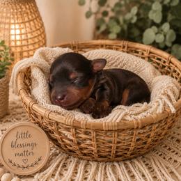 Ruger - Black and tan male Yorkipoo puppy in Carlotta, California from Lost Coast Poodles and Doodles