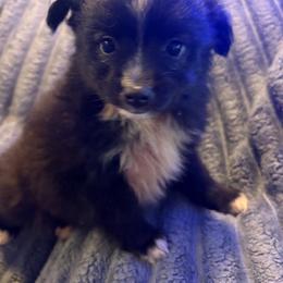 Jade - Black tri female Toy Australian Shepherd puppy in Union Grove, North Carolina from Grove Farm