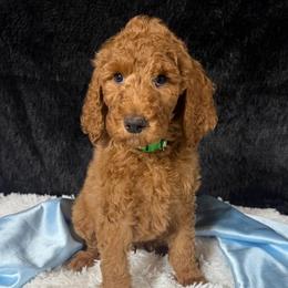 Green boy - Red  male Poodle puppy in Bowling Green, Kentucky from Ritzy Red Poodles