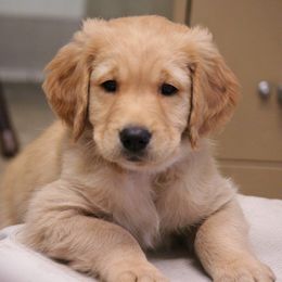 Golden Retriever Puppies from Saturday Night Golden Retrievers