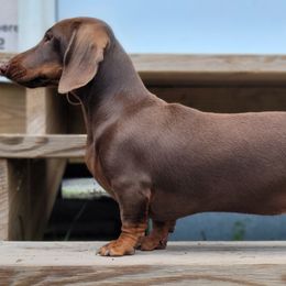 Dachshund All Grown Up from SatillaDachs