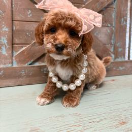 Peach collar - Red  female Goldendoodle puppy in Calico Rock, Arkansas from Cottrell’s Poodles & Doodles