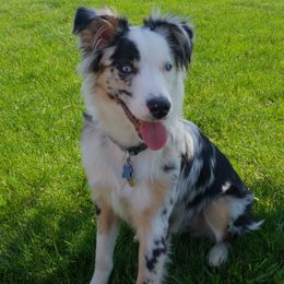 Sage - Miniature Australian Shepherd