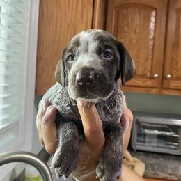 Blue Male - Liver roan German Shorthaired Pointer puppy in South Carolina from One Shot Shorthairs