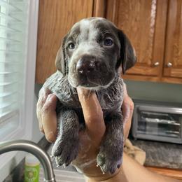 Blue Male - Liver roan German Shorthaired Pointer puppy in South Carolina from One Shot Shorthairs