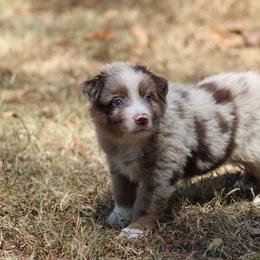 Ian - Red merle male Australian Shepherd puppy in Violet Hill, Arkansas from Sweets' Cattle Co and Australian Shepherds