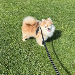 Tot - Orange sable female Pomeranian puppy in El Sobrante, California from Little Lovers Kennels, LLC