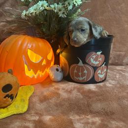 Dark green - Dapple male Dachshund puppy in Saint Jo, Texas from Reeves Dashing-Hounds