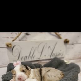 Australian Shepherd Puppies from DoubleL Aussies