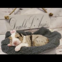 Australian Shepherd Puppies from DoubleL Aussies