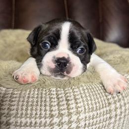 Orange color - Seal brindle and white male Boston Terrier puppy in Mishawaka, Indiana from Mendez Boston's