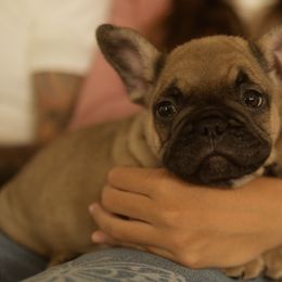 Boy 4 - French Bulldog puppy in Viera, Florida from The French Amigos