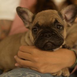 Boy 4 - French Bulldog puppy in Viera, Florida from The French Amigos