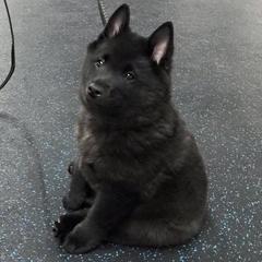Schipperke All Grown Up from Safari Schipperkes