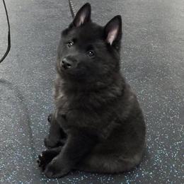 Schipperke All Grown Up from Safari Schipperkes