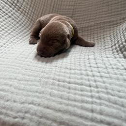 Yellow collar - Silver female Dilute Retriever puppy in Valley Center, California from Stunning Silver Bullets Labradors