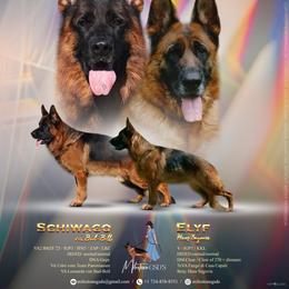 German Shepherd puppies from Milestone GSDs