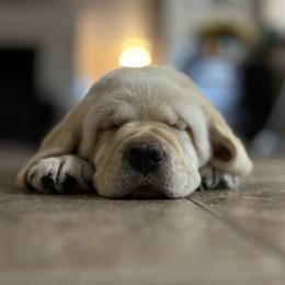 Labrador Retriever Puppies from Heather Luis