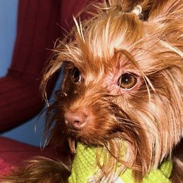 Wiskey - Liver male Yorkshire Terrier puppy in Cape Coral, Florida from Katherine’s Yorkies and Poodles