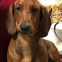 Dachshund All Grown Up from Hotdawgz standard AKC dachshunds