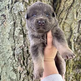 Olivia - Blue female German Shepherd puppy in Watervliet, Michigan from M&M Shepherd Farms