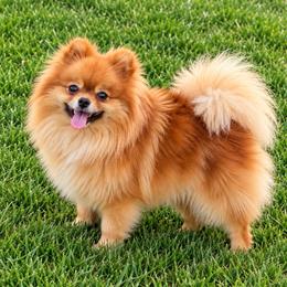 Sephie - Pomeranian