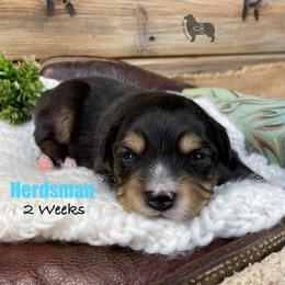 Herdsman - Black tri male Miniature Australian Shepherd puppy in El Dorado Springs, Missouri from OR Aussies