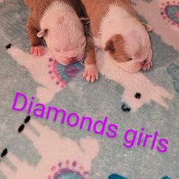 Boston Terrier Puppies from Tellier's AKC Boston Terriers Missouri