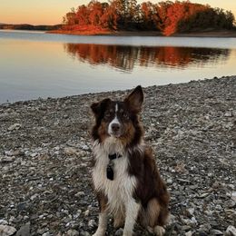 Miniature Australian Shepherds and Toy Australian Shepherds from Arkie Rooted Aussies