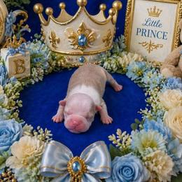 Lilac Boy - Black and white female Boston Terrier puppy in San Antonio, Texas from JT Bostons