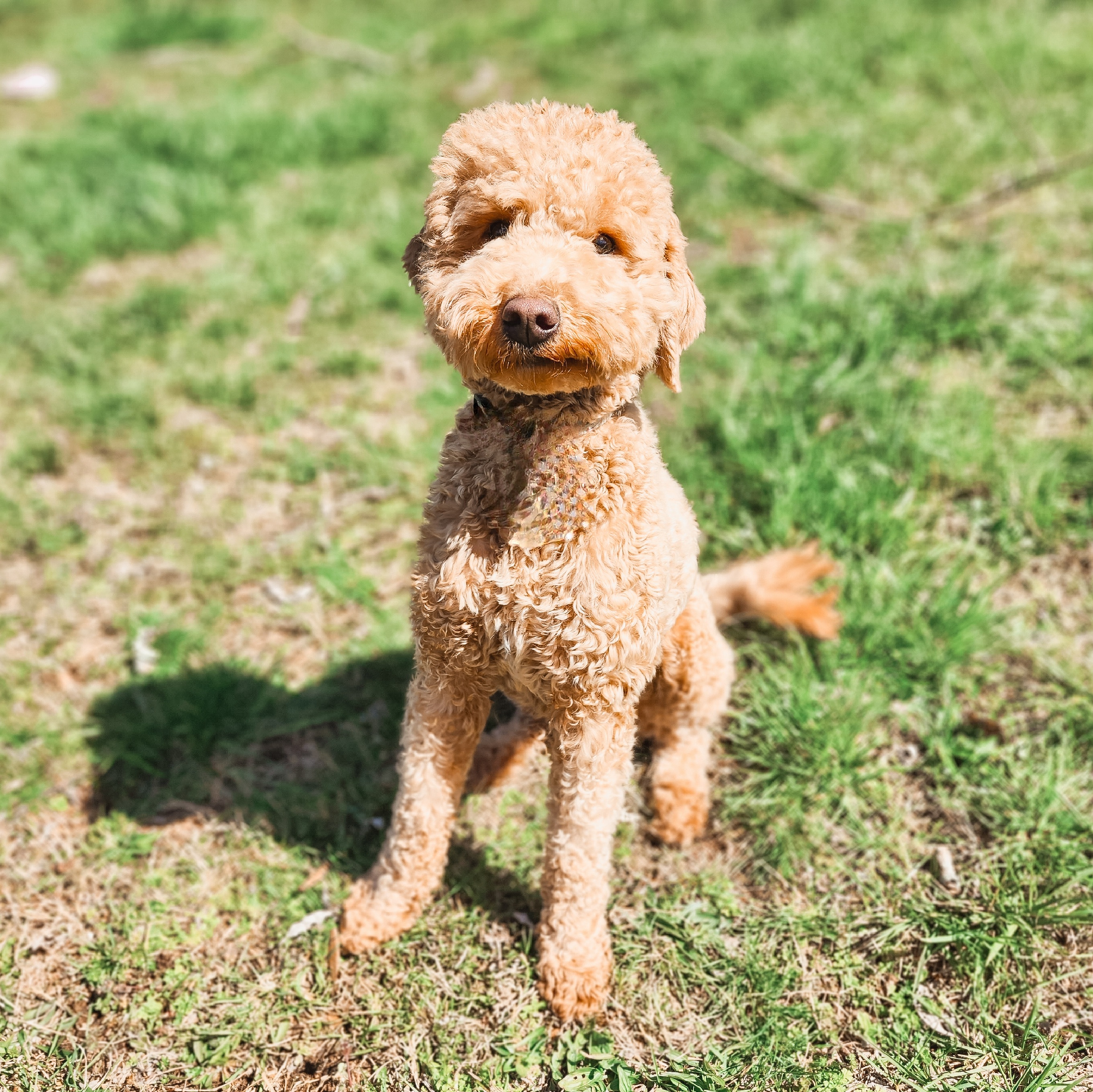 Bella - Goldendoodle