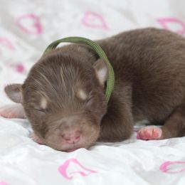 Boy 1 - male Alaskan Malamute puppy in Independence, Virginia from New River Valley Malamutes