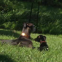 Whippet All Grown Up from Nota Bene whippets