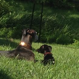 Whippet All Grown Up from Nota Bene whippets