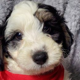 Boy 2 - Schnoodle puppy from Eveleigh Acres Puppies
