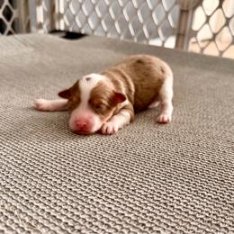 Milan - Red merle male Aussiedoodle puppy in Dunn, North Carolina from Sandy Creek Kennels