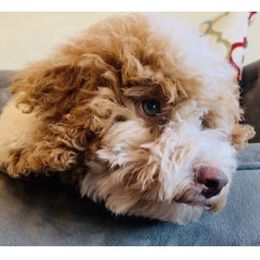 Winston Eliseo - Poodle