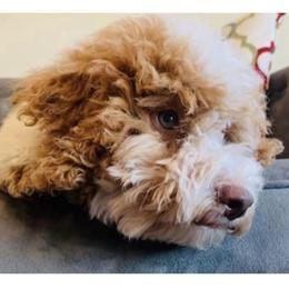 Winston Eliseo - Poodle