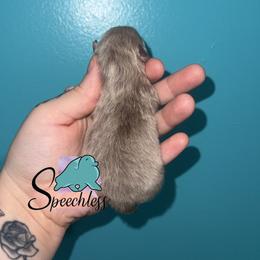 Ellie-5000.00 dollars - Lavender female Pomeranian puppy in Perry County, Ohio from Speechless Pom’s