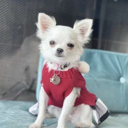 Chanel - Chihuahua