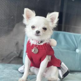 Chanel - Chihuahua