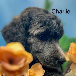 Charlie - Sable male Poodle puppy in Greenville, North Carolina from Grace Poodles