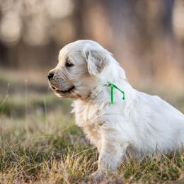 Boy 1 - Light golden male Golden Retriever puppy in Waco, Texas from Coconut Cream Goldens